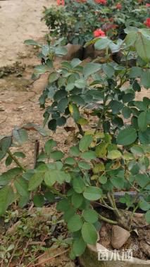 高度46厘米大花月季