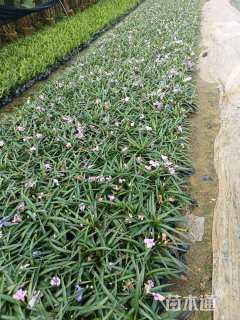 高度10厘米翠芦莉