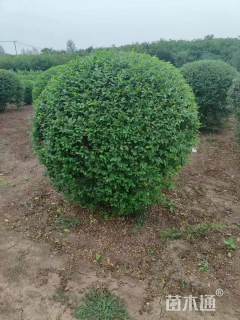 冠幅90厘米小叶女贞球