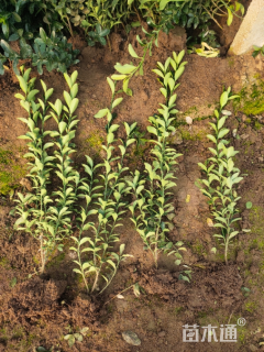 高度30厘米冬青卫矛