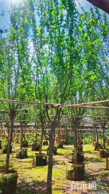 12公分红花木莲