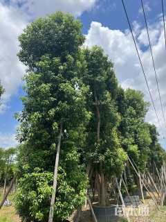 50公分多杆香樟
