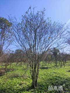 高度250厘米丛生紫薇