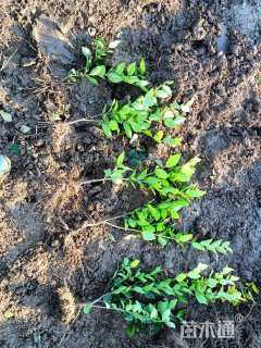 高度40厘米金森女贞