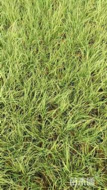 野牛草