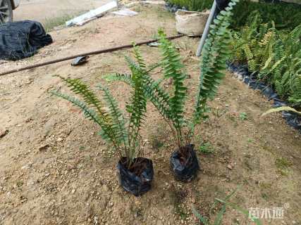 高度20厘米肾蕨