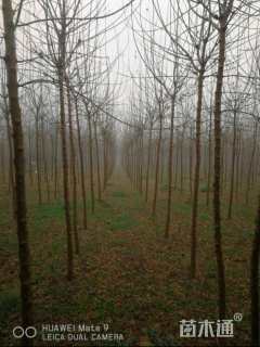 4公分金叶复叶槭