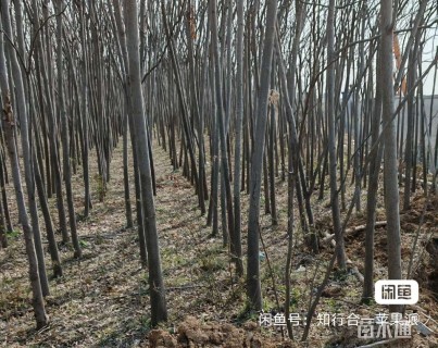 高度2000厘米银杏小苗