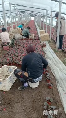 高度10厘米四季海棠