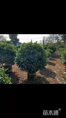 高度150厘米非洲茉莉球