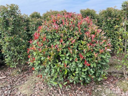 冠幅150厘米红叶石楠球