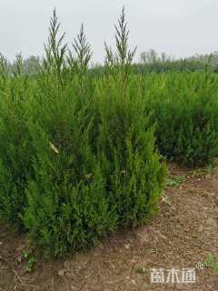 高度140厘米蜀桧