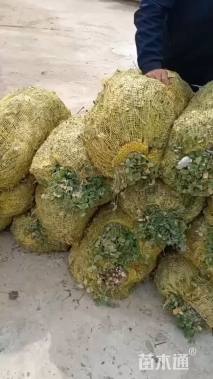 高度25厘米红花酢浆草