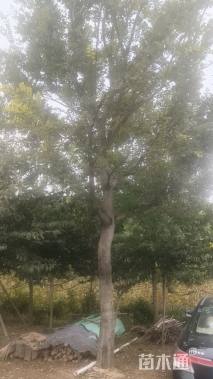 24公分朴树