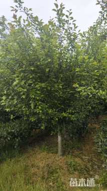 10公分垂丝海棠