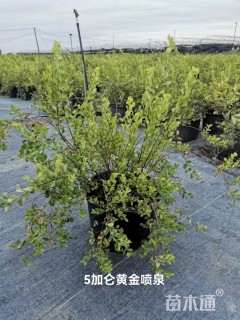 高度50厘米绣线菊