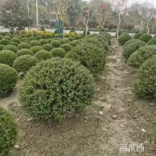 冠幅100厘米龟甲冬青球