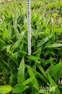 地栽苗箬竹