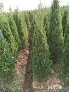 高度100厘米蜀桧