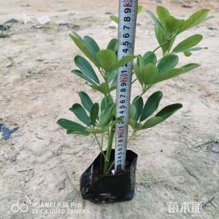 高度18厘米鸭脚木