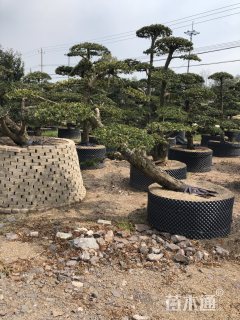 造型罗汉松