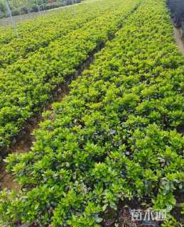 高度20厘米紫鹃