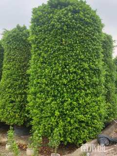 高度400厘米金钱榕