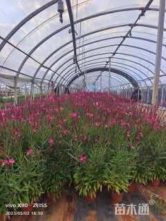 高度40厘米千鸟花