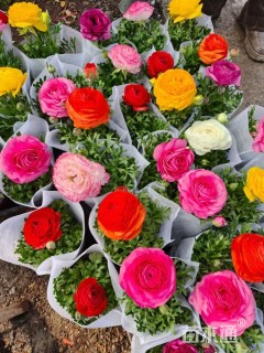 高度15厘米花毛茛