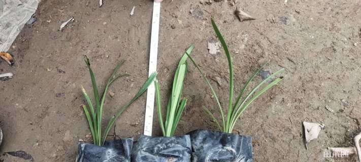 高度18厘米百子莲