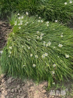 高度20厘米葱兰