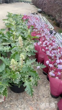 高度25厘米鼠尾草