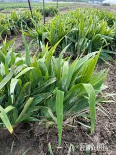 高度20厘米蝴蝶兰