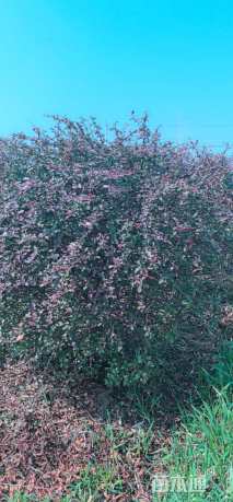 冠幅150厘米火棘球