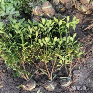 高度30厘米海桐杯苗