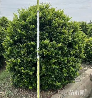 冠幅200厘米金森女贞球