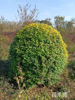 冠幅80厘米金冠女贞球