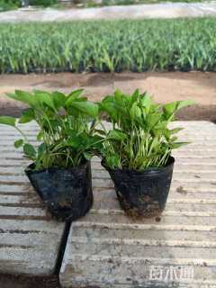 高度15厘米紫花地丁