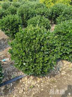 冠幅100厘米大叶黄杨球