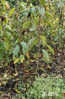 高度150厘米大樱桃