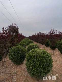 冠幅60厘米大叶黄杨球