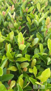 高度30厘米龙船花