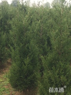 高度200厘米刺柏