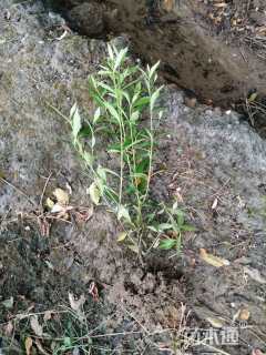 高度30厘米大叶栀子