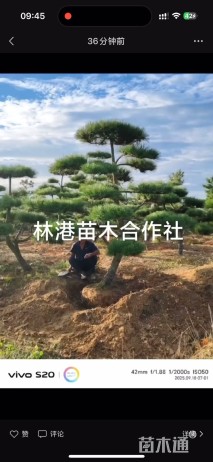 高度180厘米侧柏