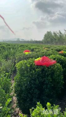 冠幅130厘米大叶黄杨球