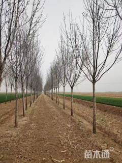 18公分速生白蜡