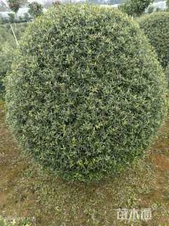 高度150厘米尖叶木樨榄球