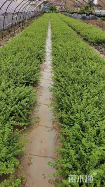 高度25厘米平枝栒子