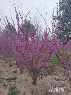 高度250厘米丛生紫荆